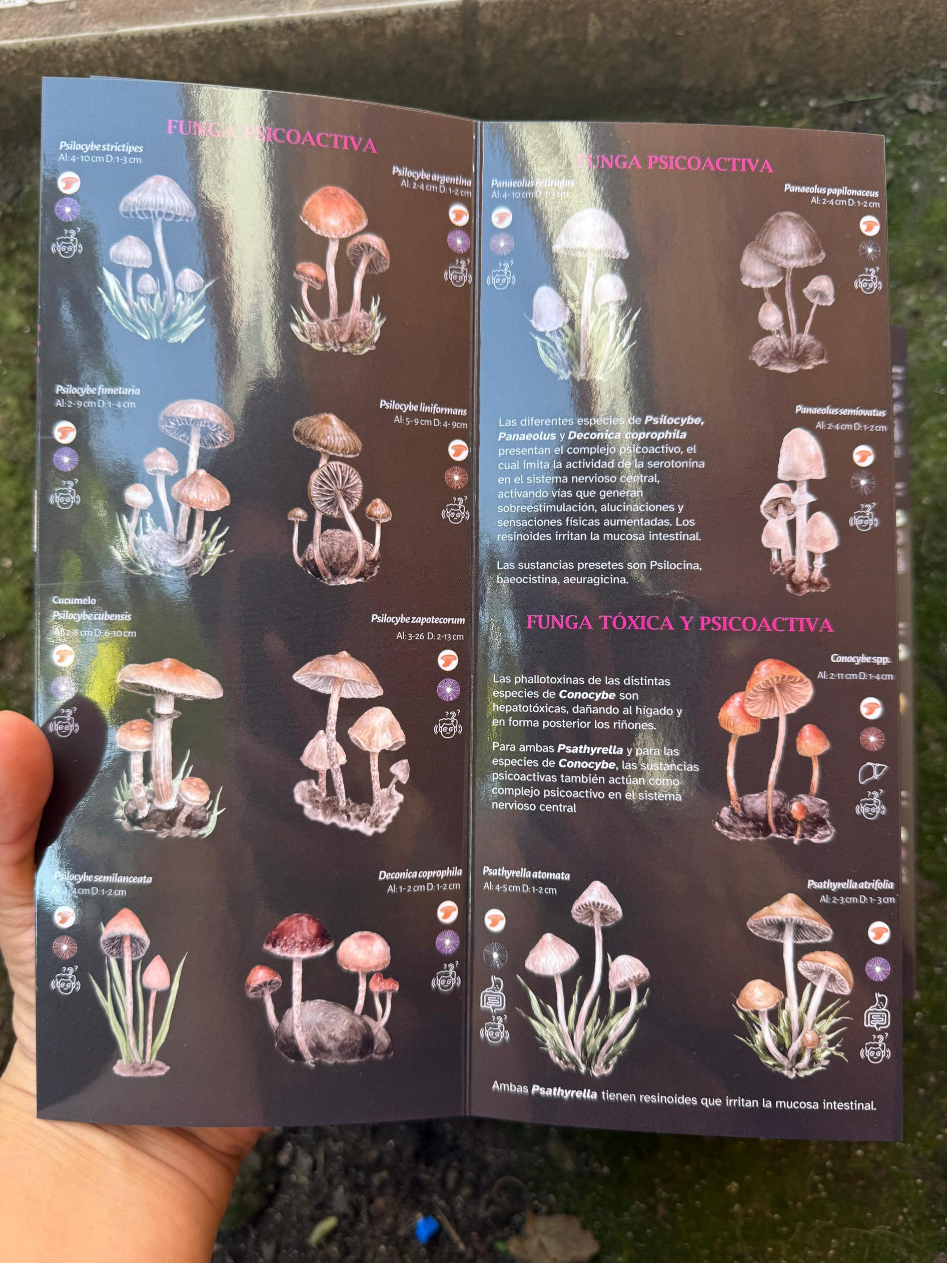 Funga Toxica y Psicoactiva - Imagen 3