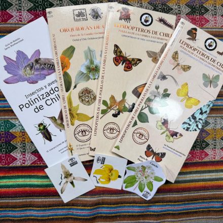 Pack polinizadores