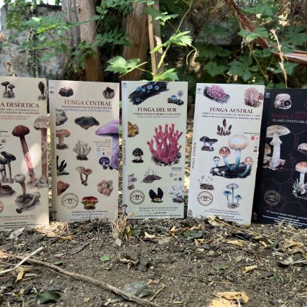 Colección Funga de Chile