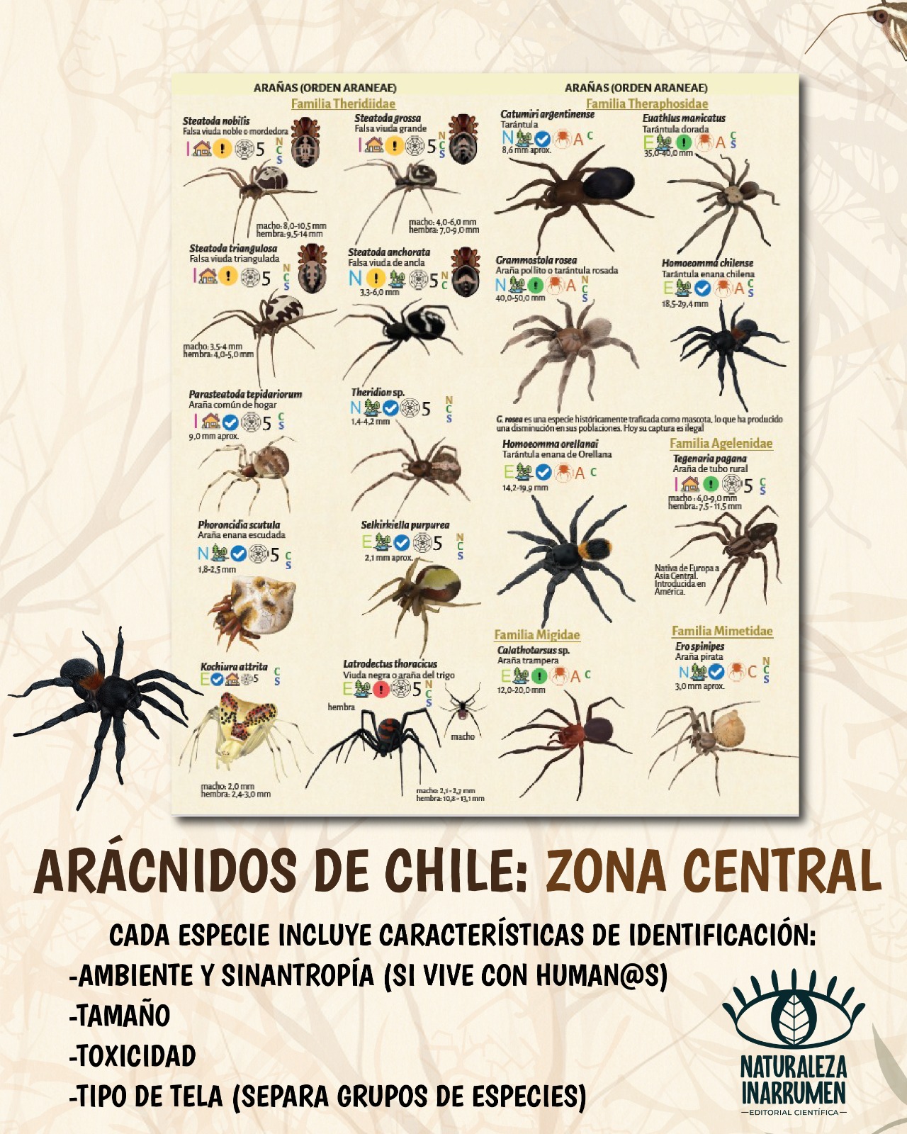 Arácnidos Zona Central PREVENTA - Imagen 2