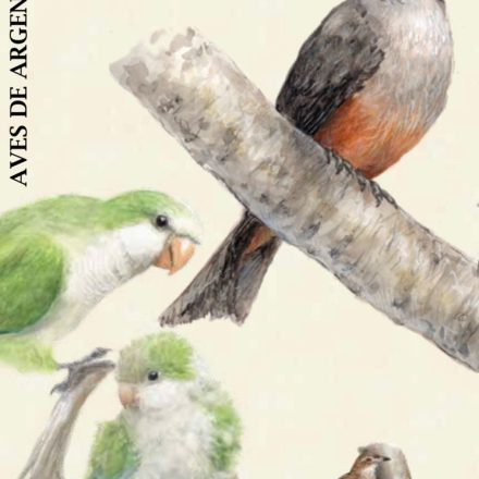 Preventa Aves de Argentina, comunes en la provincia Buenos Aires