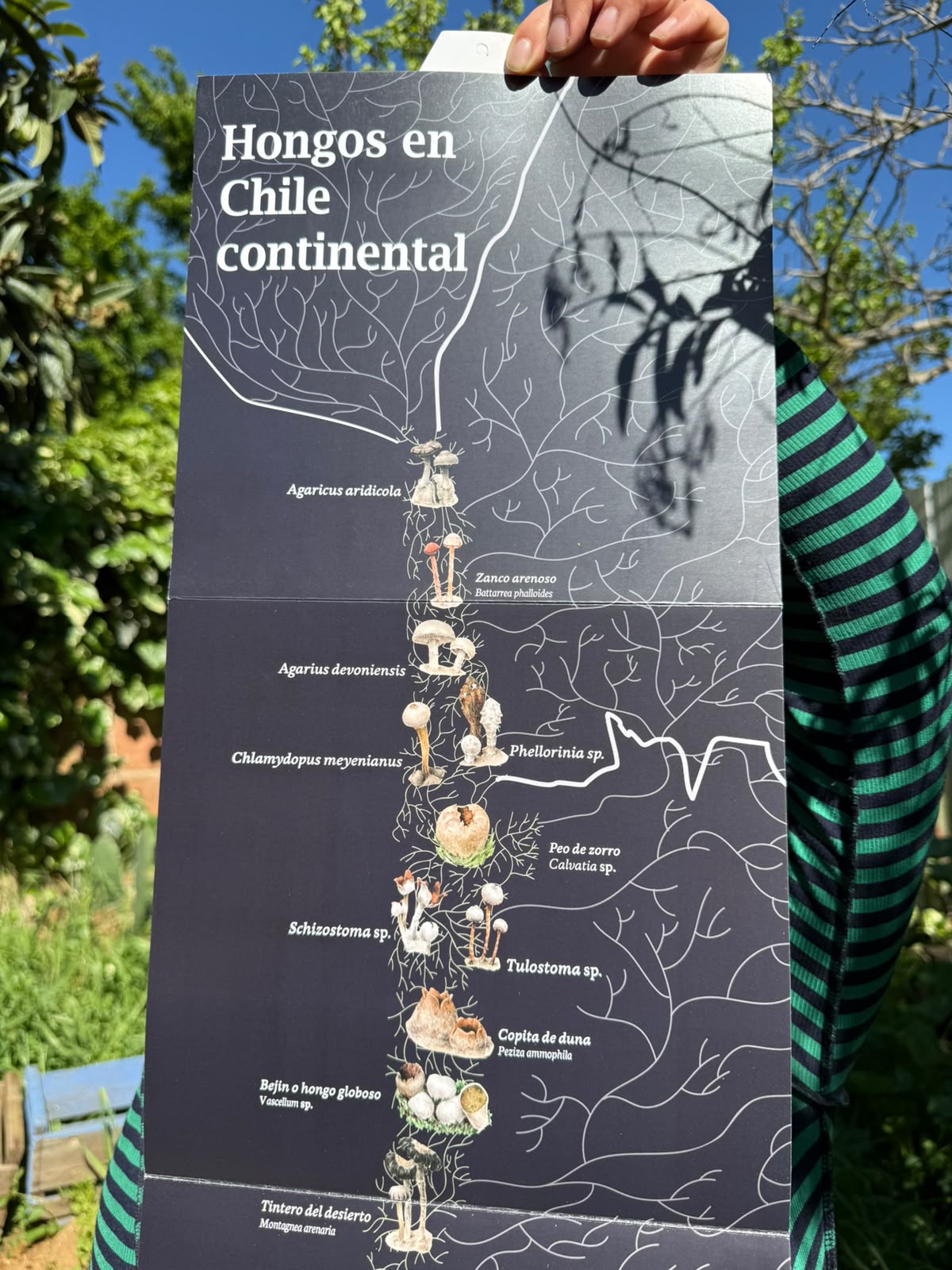 Mapa ilustrado Hongos de Chile - Imagen 3