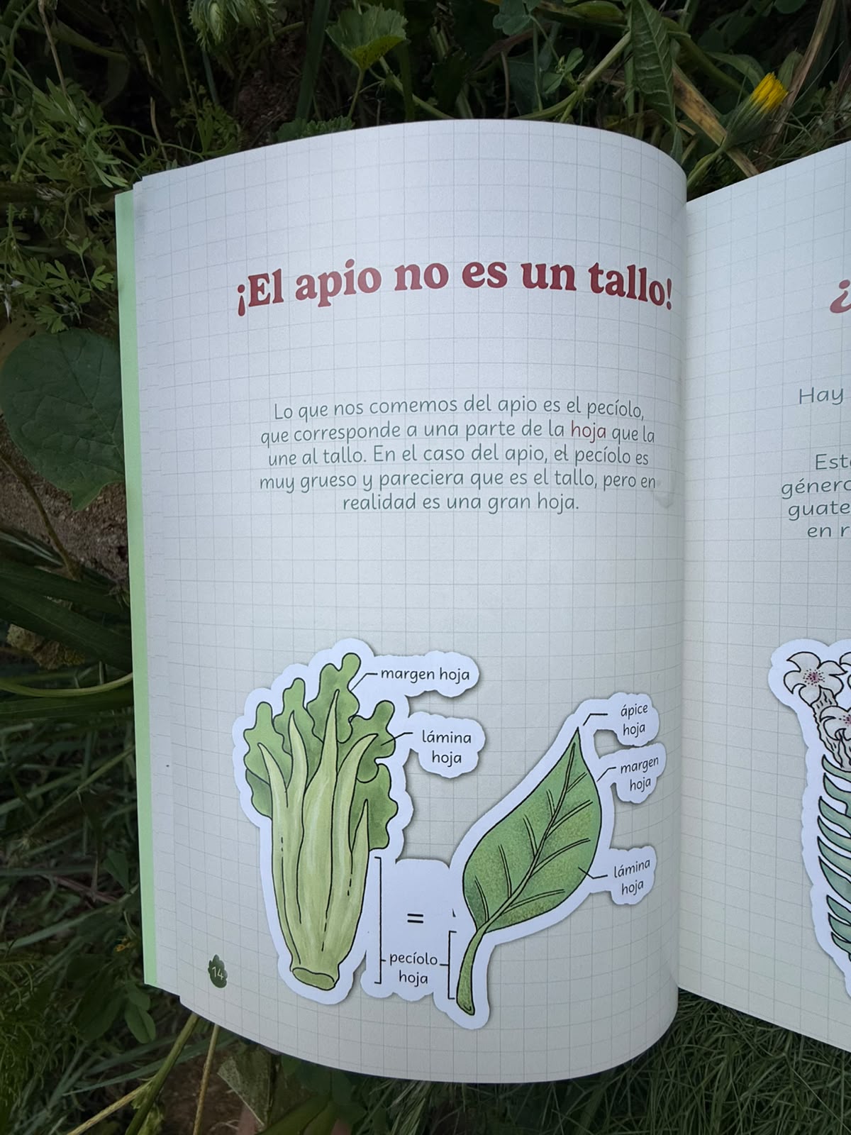 botánicos para la sobremesa - Imagen 3